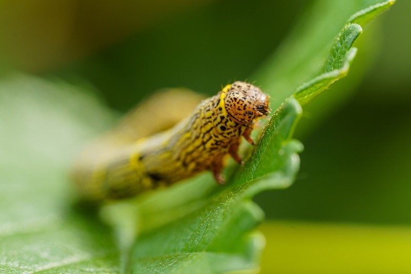 Armyworms-Treatment-Longview-TX