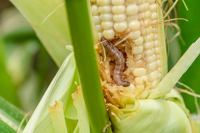 Armyworms-Treatment-Shreveport-WA