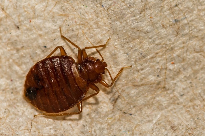 Bed-Bug-Treatment-Marshall-WA