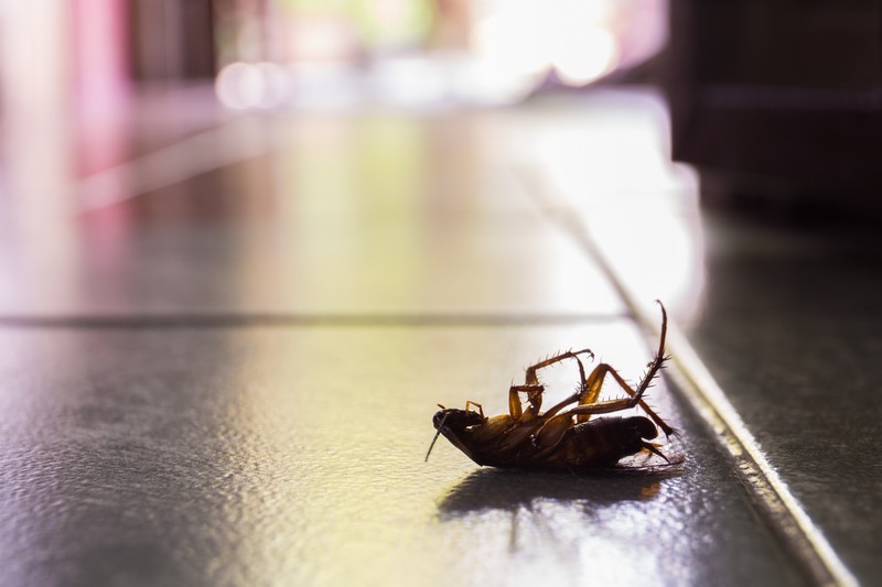 Cockroach-Killer-Longview-WA