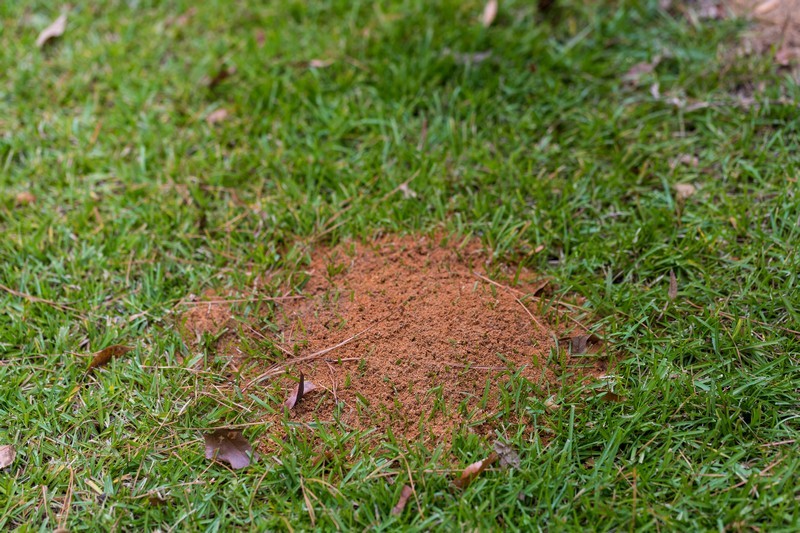 Fire-Ant-Killer-Longview-WA