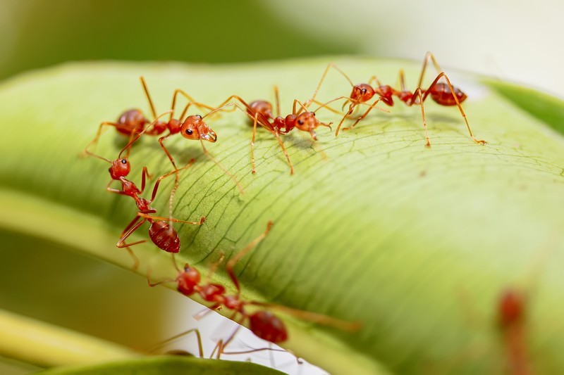 Fire-Ant-Killer-Shreveport-WA