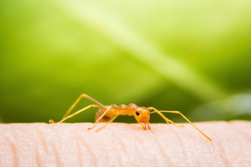 Fire-Ant-Treatment-Shreveport-WA